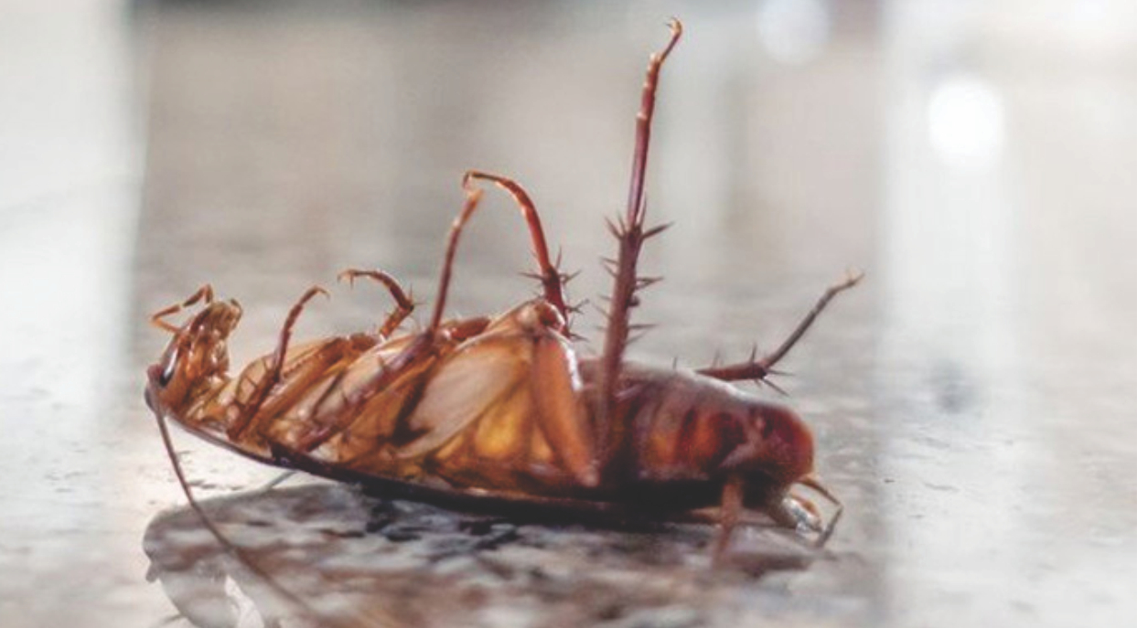 SAPCA accredited pest control